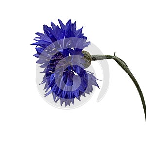 Close-up of a bright blue cornflower isolated.